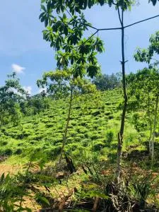 AVA camping - Kudawe