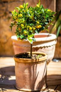 Maisons de vacances Maison des Chanoines : photos des chambres