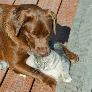 Appartements Gites de la Soulondre : photos des chambres