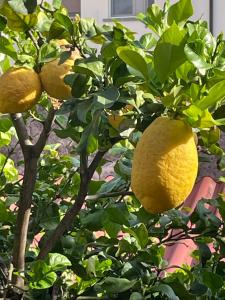 Appartamento La Fontina