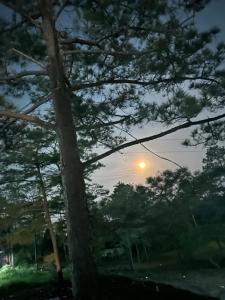 La casa de la H, entre pinos