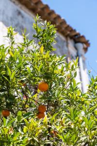 Villa Franca La Casina