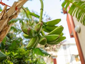 Monteverdi Apartments - Studio 2 img17