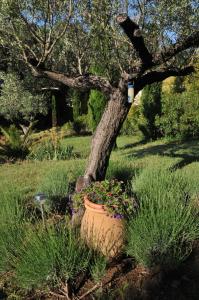 B&B / Chambres d'hotes Bastide de l'Avelan : photos des chambres