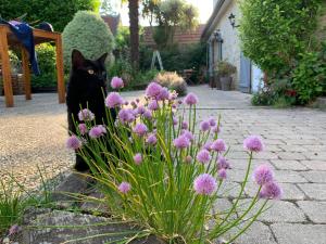 Maisons de vacances Longere bord de mer avec grand jardin fleuri : photos des chambres