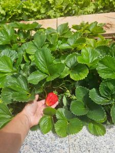 Villa Loni Trogir Marina with pool 55 m2 - 3 e-bike free use