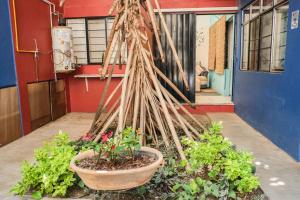 The Roots Flat Oaxaca Centro