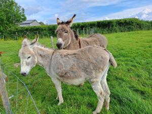 Campings Monts de flandre insolite : photos des chambres