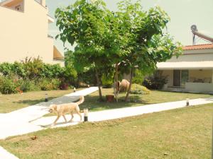 Port Rooms Pet Friendly