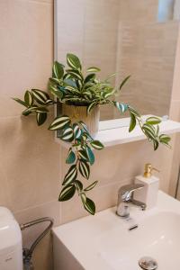 Central White Apartment