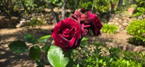 Hotels Hotel Cala di l'Oru : photos des chambres