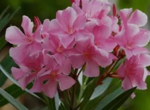 R&B MiDora Montale - Montale