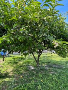 Ambelas Guest Rooms 5