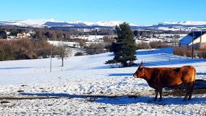 Appartements Vacances a la Campagne 4 etoiles a 30min des pistes de ski Mont Dore Sancy : photos des chambres