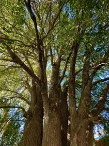 MAITEN Esquel - Esquel