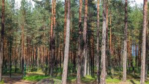 House in pine forest 6