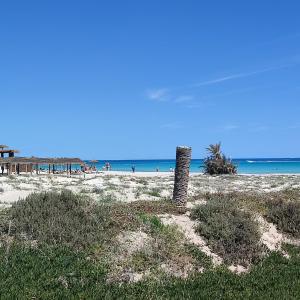 Villa Paco Djerba 2 suites et piscine privée