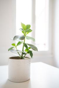 Appartements Villa Vicheia - Appartement 2 : photos des chambres