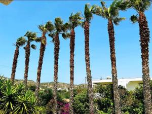 The Palm Tree Apartments