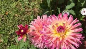 Lovely flat in nice garden - Souissi