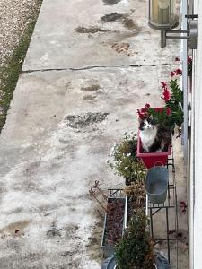 Appartements Charmant 110m2 avec jardin prive : photos des chambres