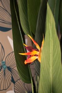 Appartements Villa Vicheia - Appartement 31 : photos des chambres