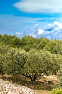 House of Freedom, Hvar