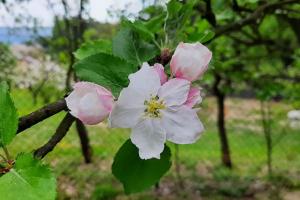 Maszkowice Domek nad Dunajcem na szczycie gory