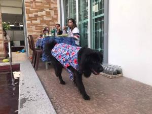 Little3 Hua-Hin Private poolvilla from beach 3km , dog can enjoy swimming pool