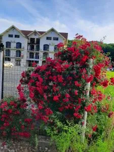 Sofial Guesthouse - Hidişelul-de-Jos