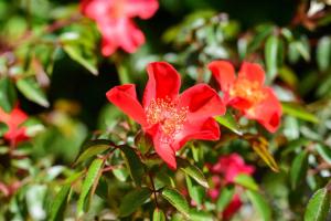 Lovely Family Villa in Modica