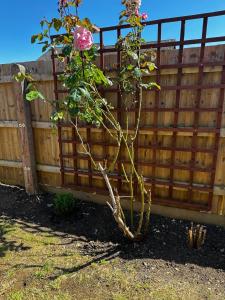 Studio Apartment with spacious garden in Carterton