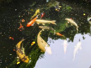 The Faroes - Littlehampton