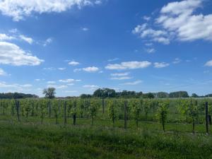 Maisons de vacances Beautiful One Bedroom Cottage Near Jonzac : photos des chambres