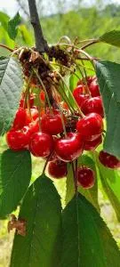 Sarajevo natural apartment - Rečica