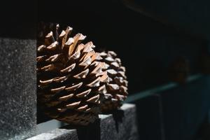 La Cachette du Lac Séjour nature et confort pour des souvenirs inoubliables