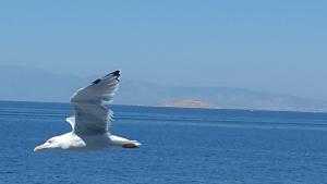 Margarita Studios Paros Greece