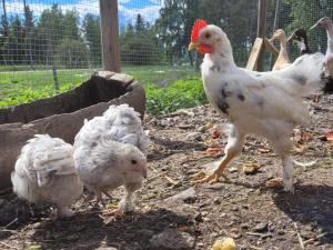 4 star holiday home in KARLSKRONA