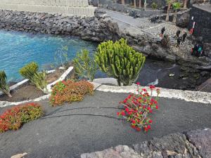 Lanzarote Apartment Rental Harbour View