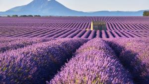 Sejours a la campagne Roulotte Boheme en Provence, Terra Luna, Valensole : photos des chambres