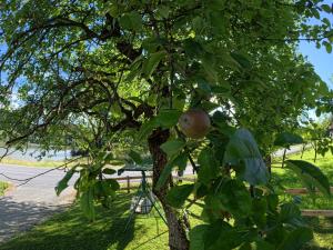 Slivnisko Jezero Hisa
