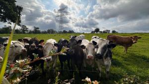 Domaine Les Fontaines