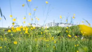 Pension Hanslmann - Alexenau