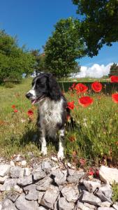 Maisons d'hotes Le Domaine de Piedmoure, Gites et chambres, piscine, terrasses privatives : photos des chambres