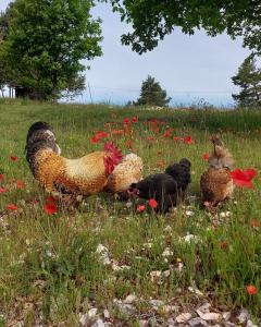 Maisons d'hotes Le Domaine de Piedmoure, Gites et chambres, piscine, terrasses privatives : photos des chambres