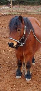 Maisons d'hotes Le Domaine de Piedmoure, Gites et chambres, piscine, terrasses privatives : photos des chambres