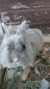 Maisons d'hotes Le Domaine de Piedmoure, Gites et chambres, piscine, terrasses privatives : Maison 2 Chambres