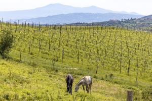 Pociano 1863 - Country House with Stunning view of Siena