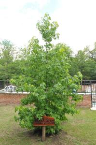 Bosque Encantado Cabañas
