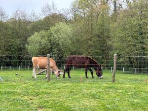 Maisons de vacances Gite a 10 min de Dinan avec bain nordique privatif : photos des chambres